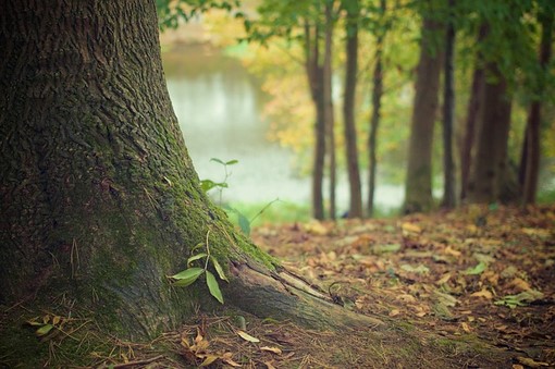 Forêt certifiée par FSC Rogister-Lacroix